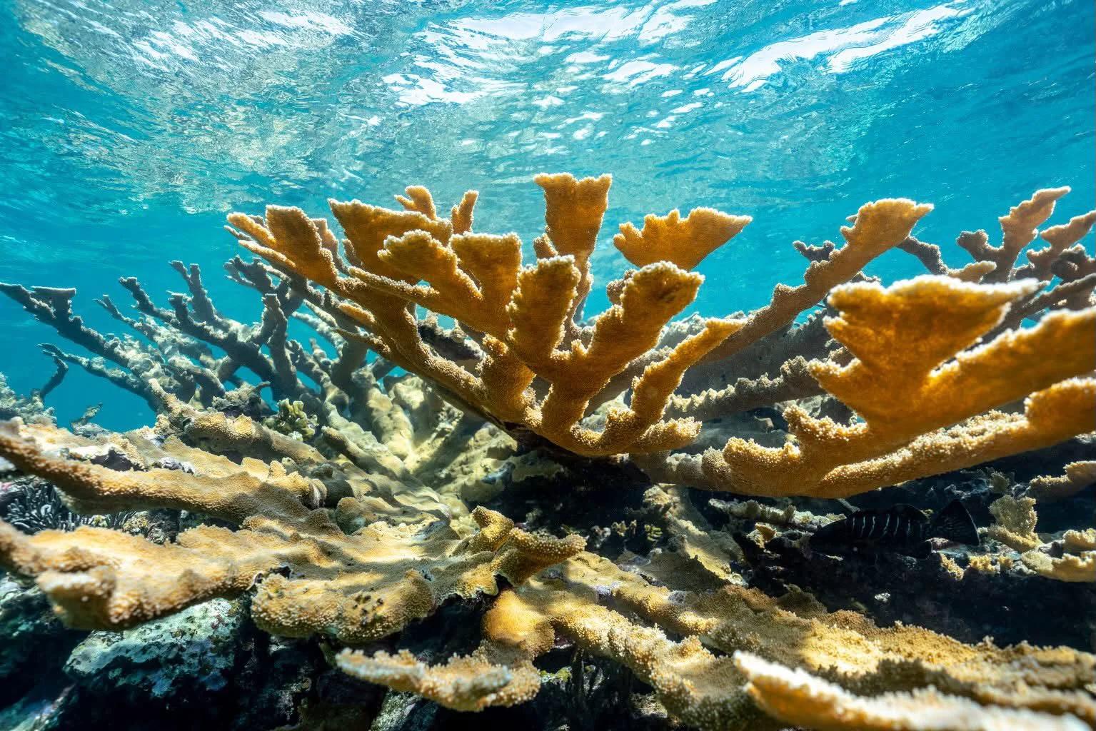 Elkhorn coral standing gold against the blue just under the surface