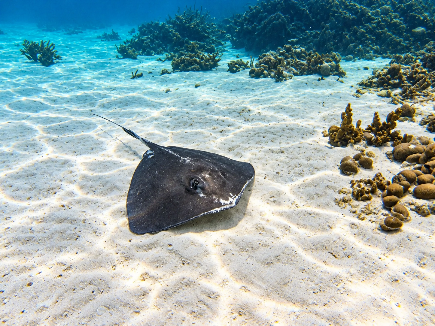 A stingray crossing the pale sand between coral heads