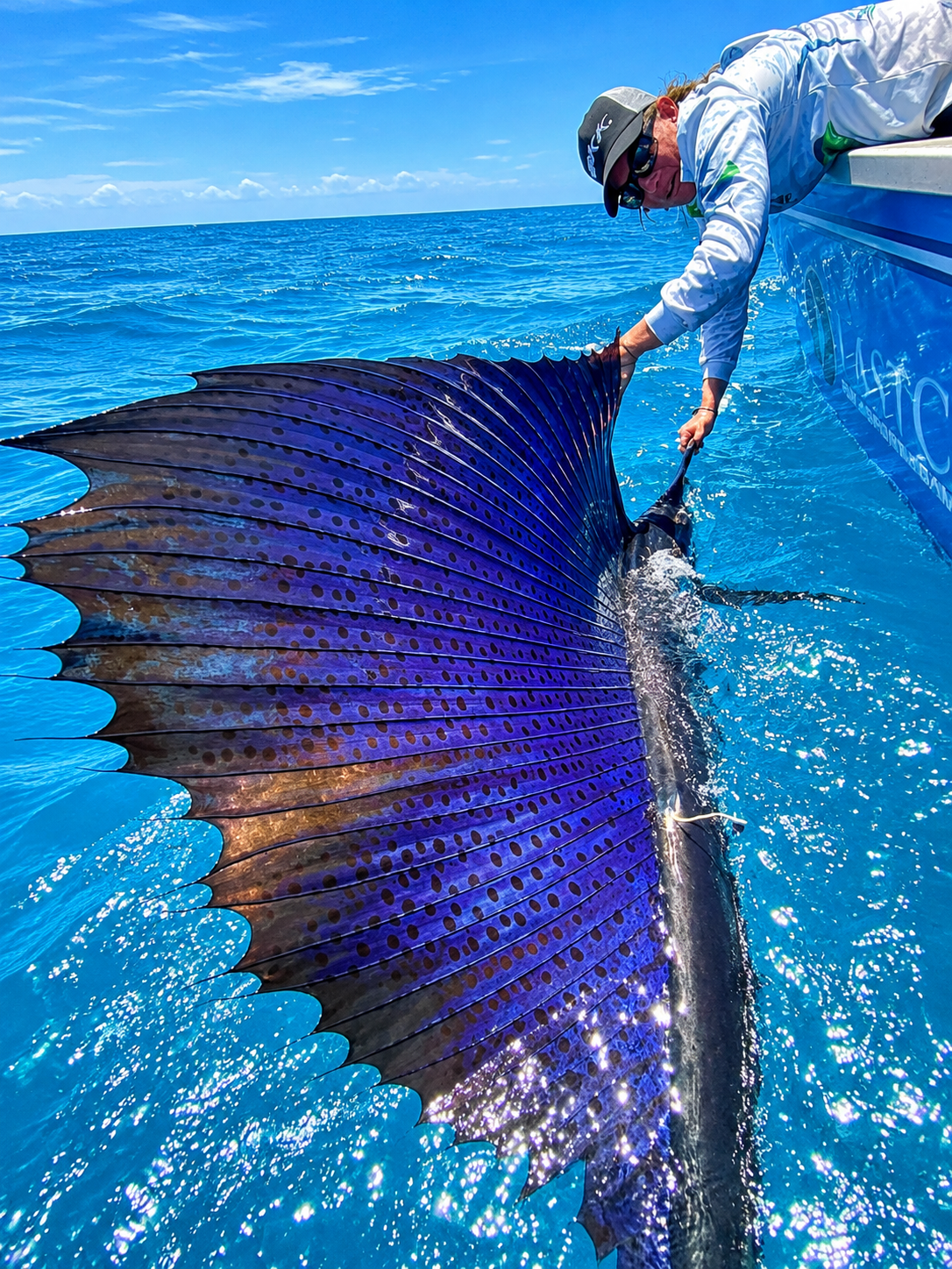 Sailfish