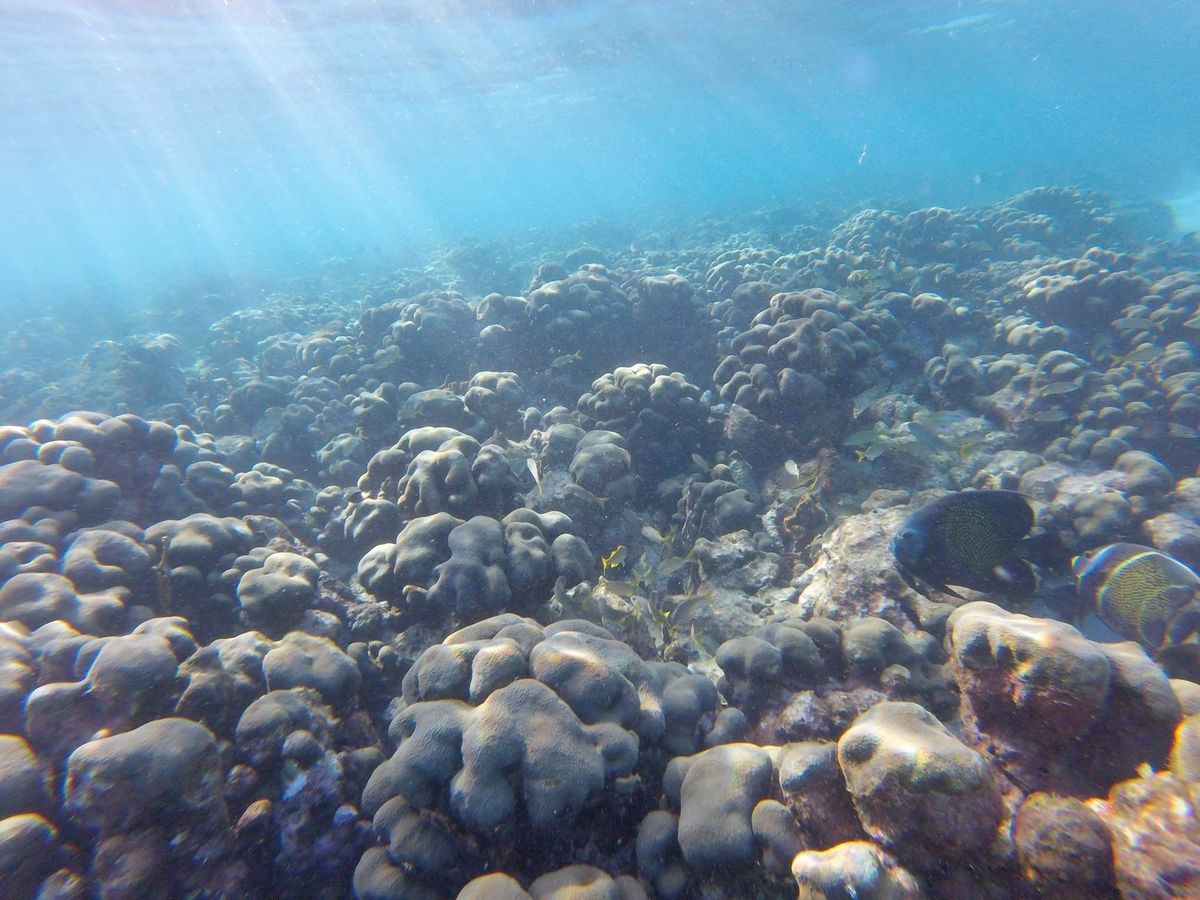 Coral heads spread across the sea floor with sunlight coming down through the water