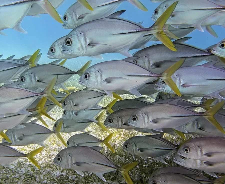 A tight school of yellow-finned jacks filling the frame