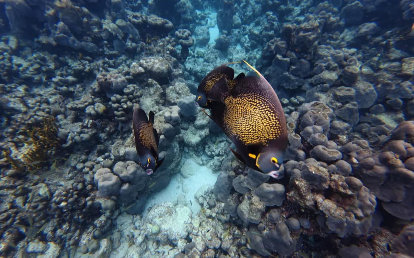 A pair of French angelfish feeding over the coral heads