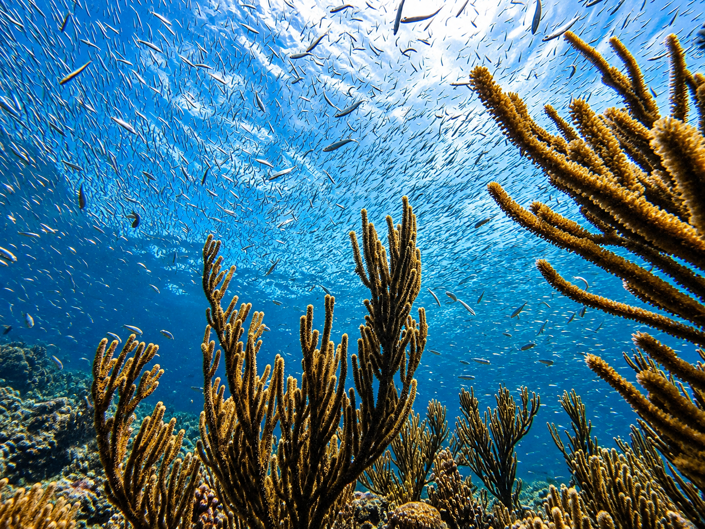 Sea rods on the reef under a shimmering school of baitfish, seen from below