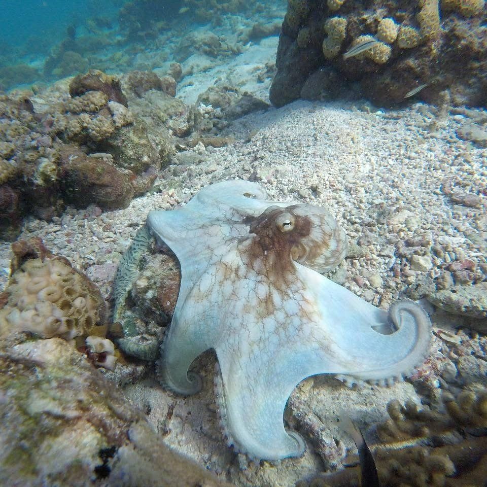 An octopus on the sand at the edge of the reef