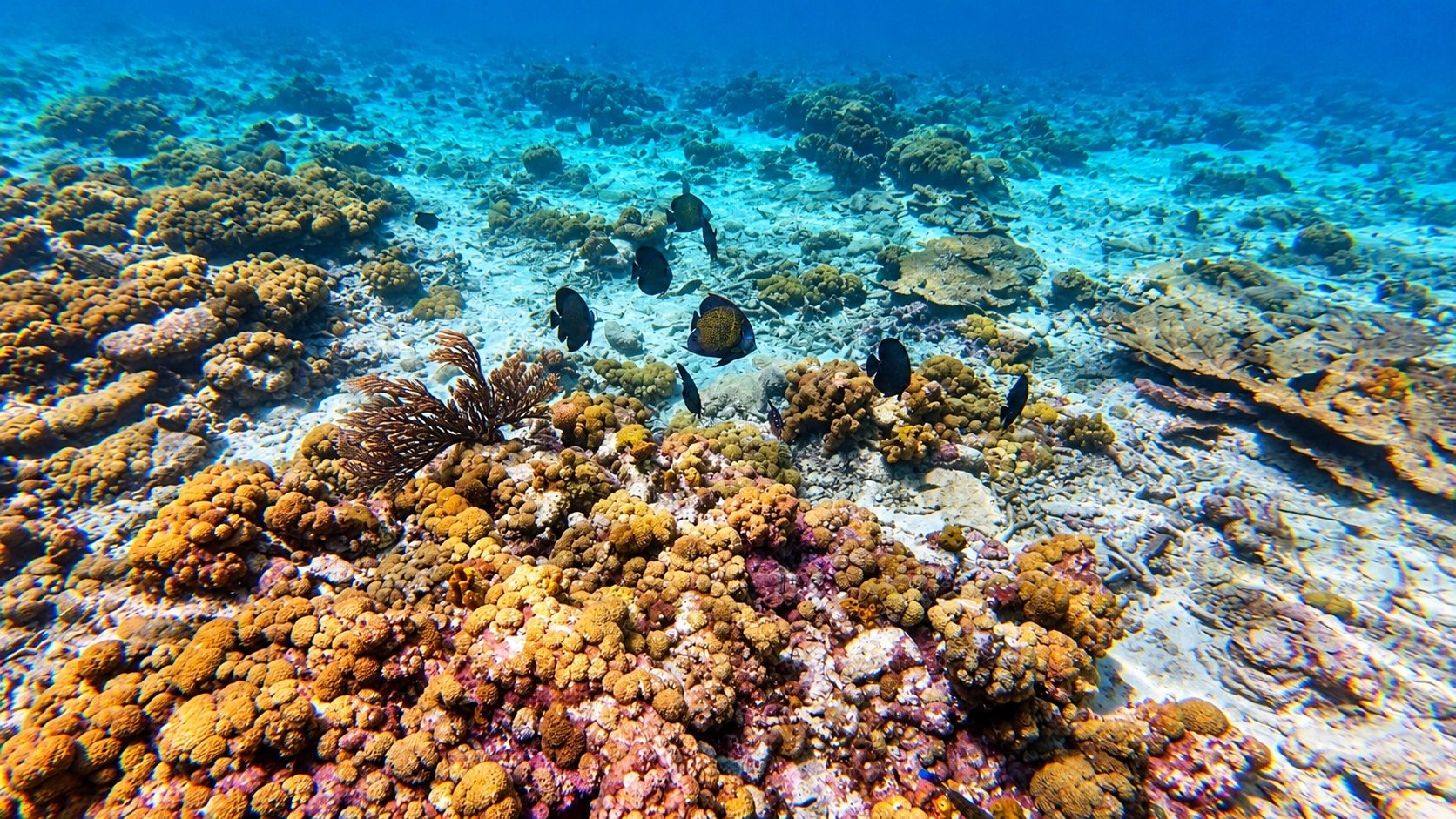 Fish moving over the coral heads a few feet under the surface