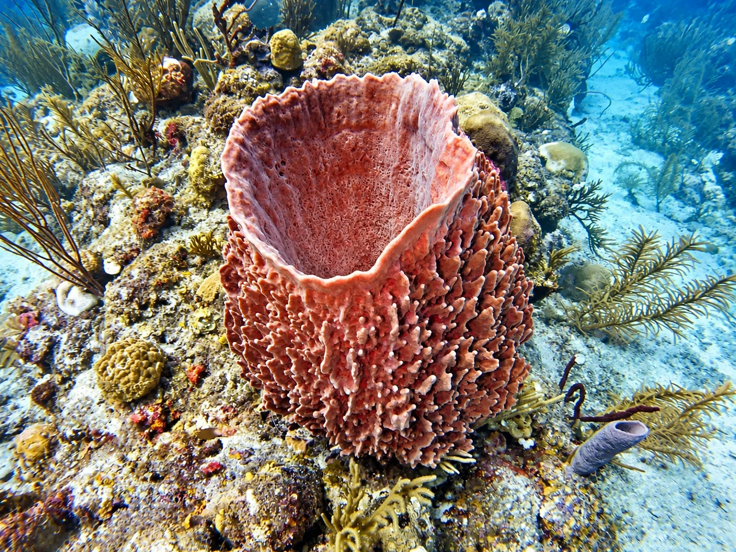 A barrel sponge standing on the reef in clear turquoise water
