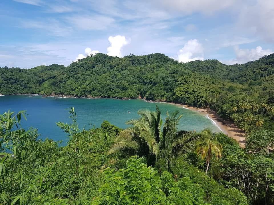 A palm-backed bay and forested headland seen from above