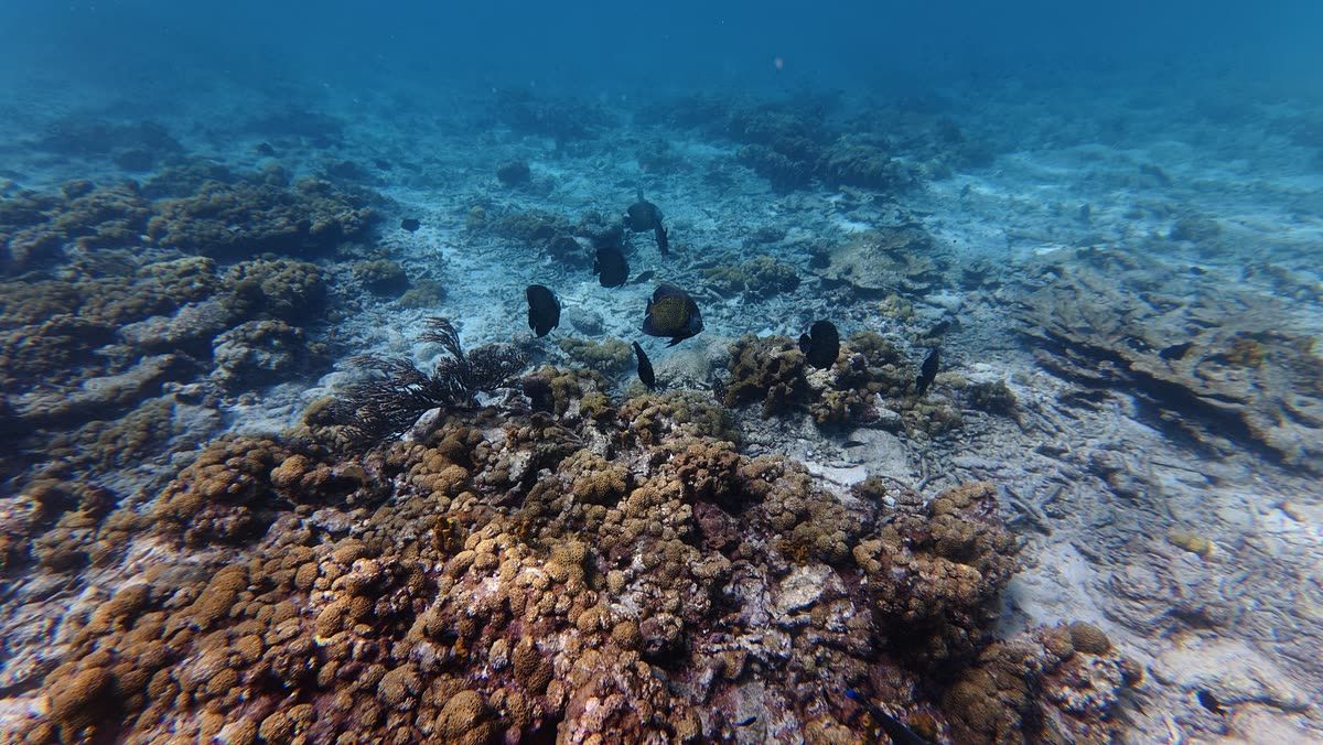 Fish moving over the coral heads a few feet under the surface