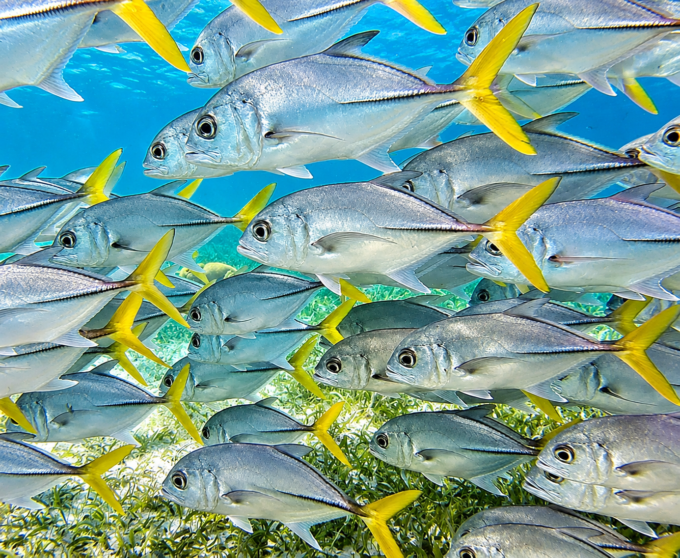 A tight school of yellow-finned jacks filling the frame
