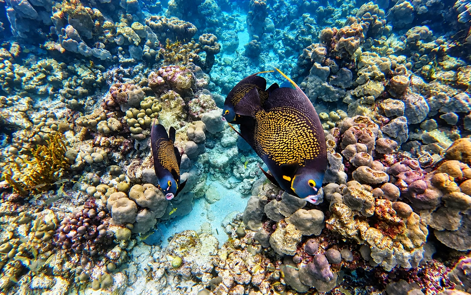 A pair of French angelfish feeding over the coral heads
