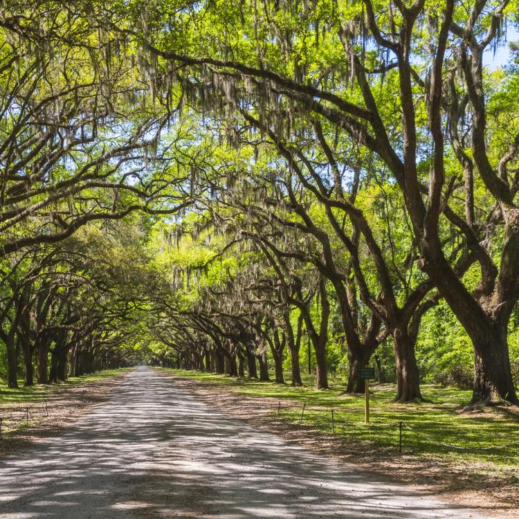 Live Oak Tree Entrance