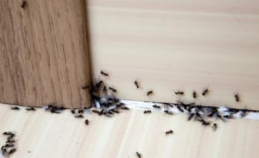 Ants swarming on the floor of a home