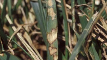 Brown patch lawn disease. Credit: NC State Extension.