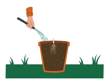 water plant after planting