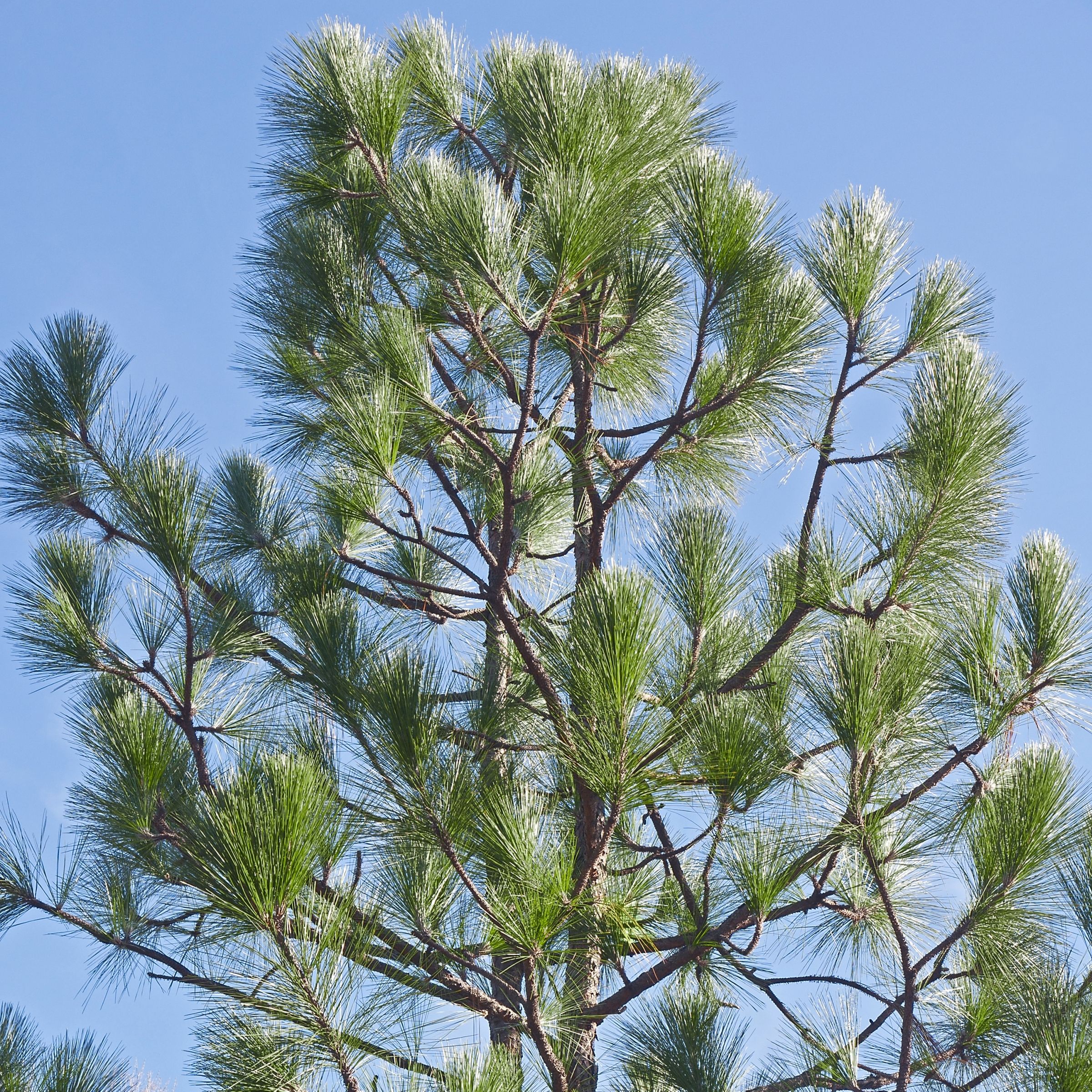 Longleaf Pine Tree Branches