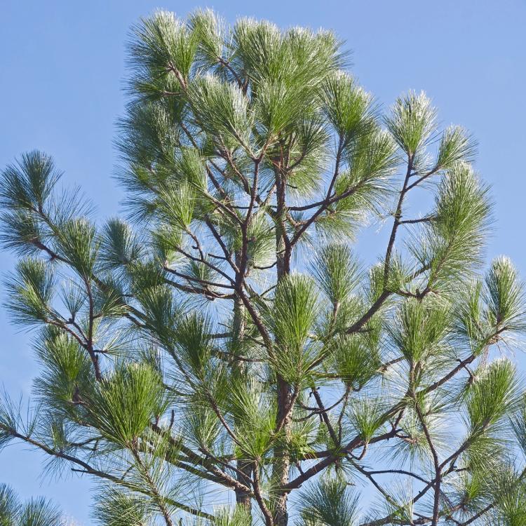 Longleaf Pine Tree Branches
