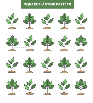 Square plant spacing pattern