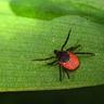 Brown dog tick on leaf
