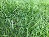 Lush, green grass