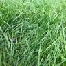 Lush, green grass