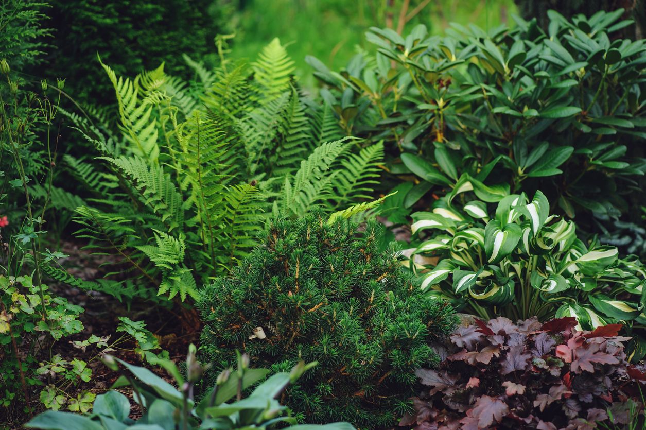 Shade-tolerant plants in landscape