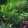 Shade-tolerant plants in landscape