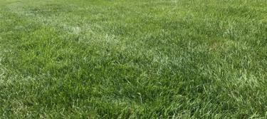 Tall fescue grass
