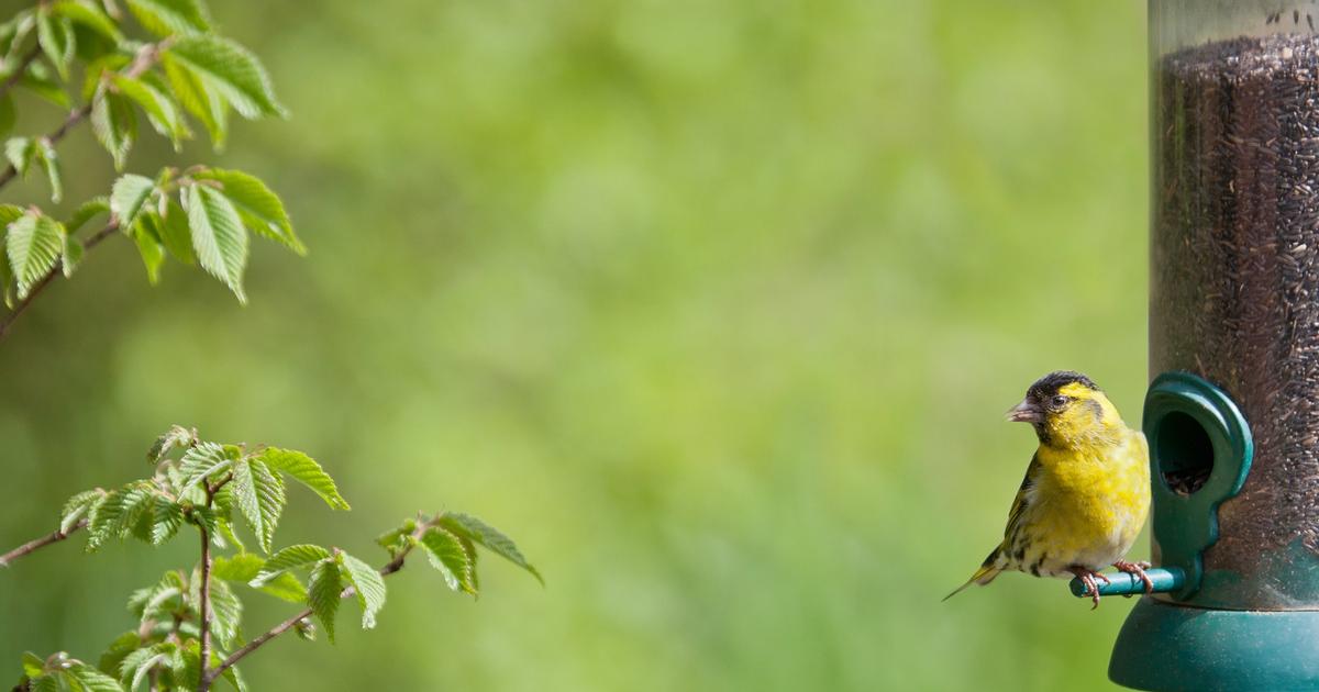 How to set up a bird feeder so it actually helps birds.