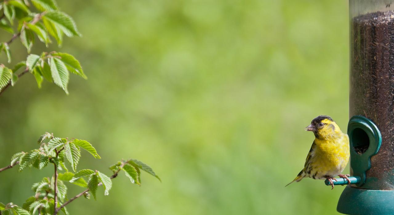 A bird using a bird feeder