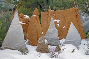 Wrapped landscape plants and shrubs to protect from frost and winter elements.