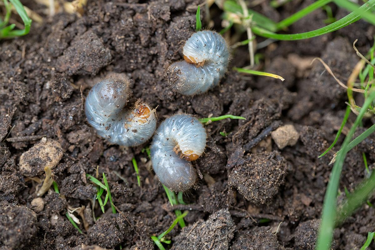 grubs in dirt