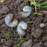 grubs in dirt