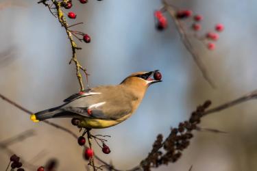 A cedar waxwing eating and dispersing berries
