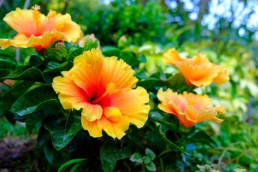 orange hardy hibiscus