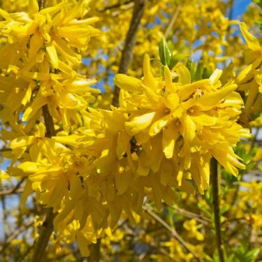 Lynwood Gold Forsythia