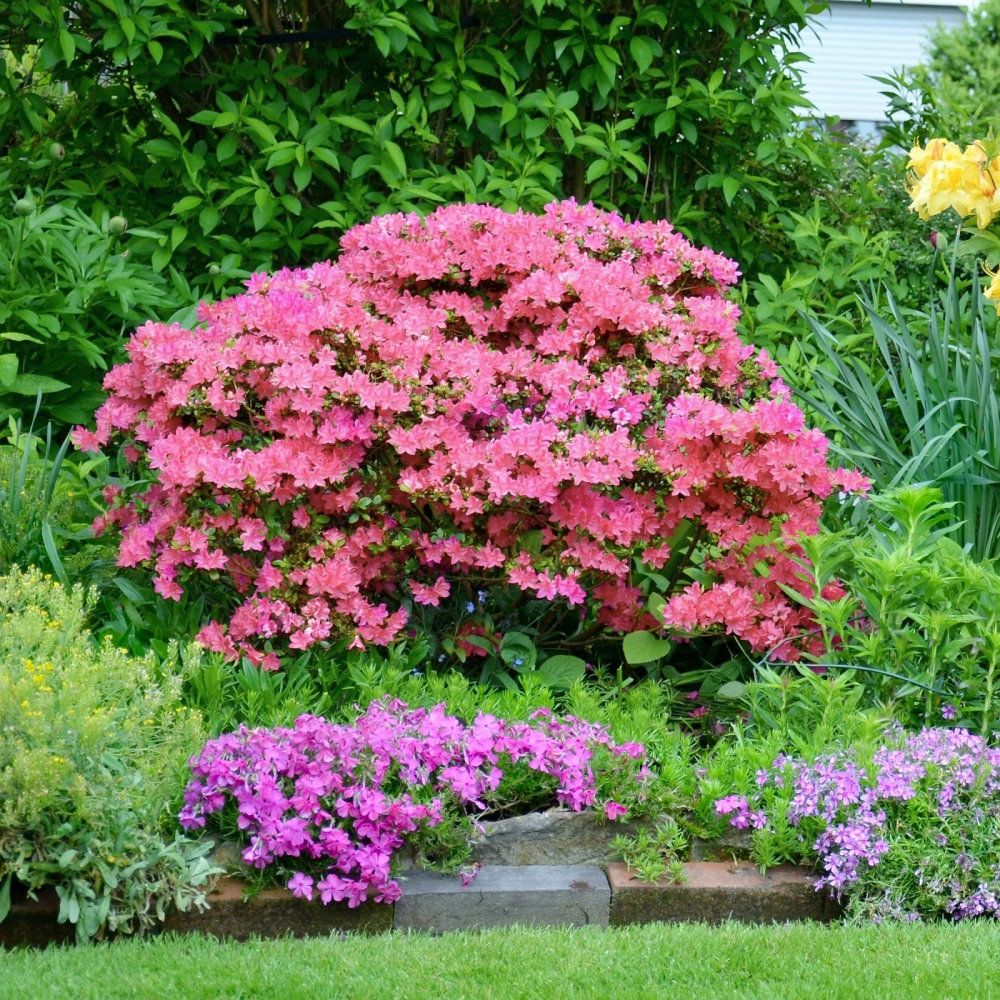 Hampton Beauty Azalea Shrub | Sunday Lawn Care
