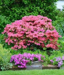 Hampton Beauty Azalea Garden