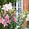 Pink and white lilies in an English garden