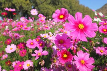 Cosmos planted in landscape setting
