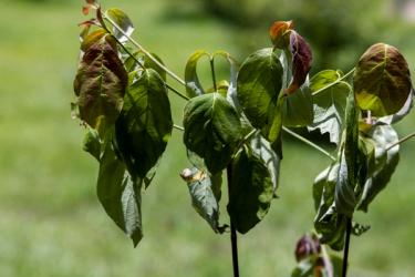 What to Do When Your Live Plant Arrives | Sunday Lawn Care