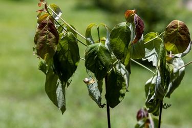 wilted limp leaves on plant