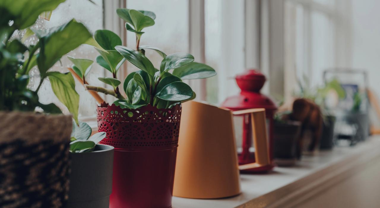 Houseplants and pots on a window ledge
