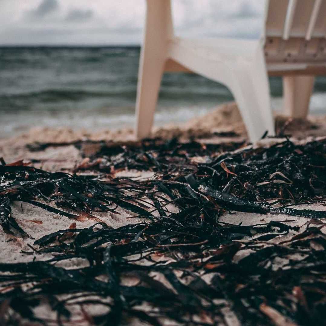 seaweed on the beach
