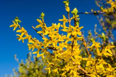 Forsythia