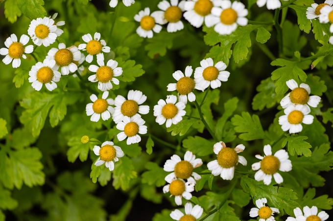 Pyrethrin: What It Is & What It Kills | Sunday Lawn Care