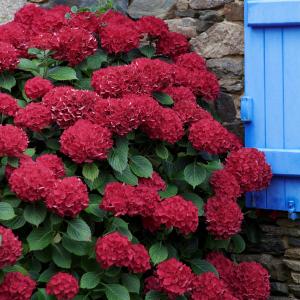 Red Beauty Hydrangea