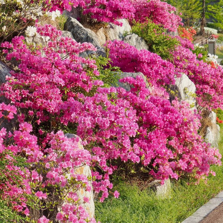 Pride of Mobile Azalea Blooms