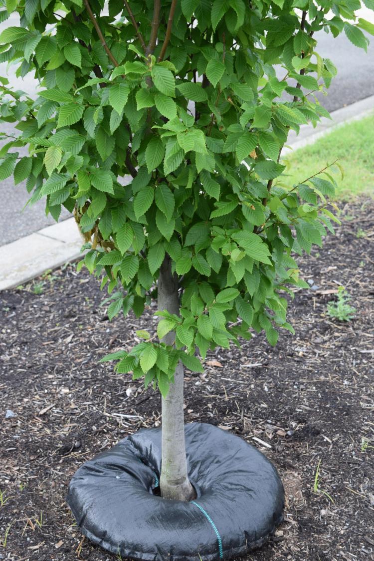 TreeDiaper 24" Hydration Mat