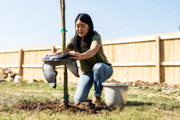 Applying treediaper hydration mat around tree