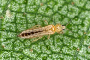 Close up image of thrips on plant leaf in garden